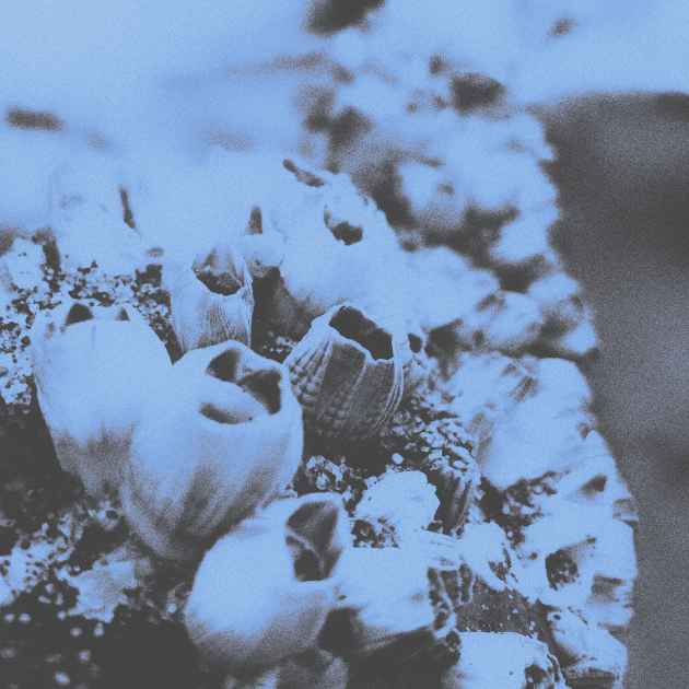 Shells by Sun Rain | Song License