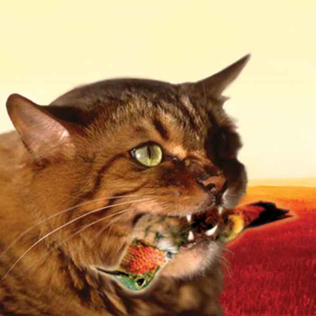 Meow mix poison top