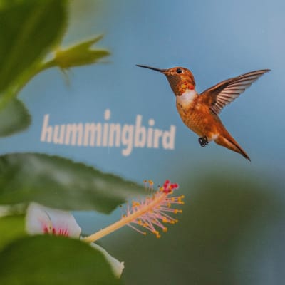 Hummingbird, an album by Johnny Stimson | Musicbed