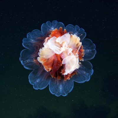 Life Is Beautiful By Generdyn Song License Life is beautiful is the third single off of peep's posthumous album, come over when you're sober, pt. life is beautiful by generdyn song